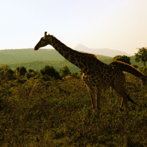 Giraffes in Tanzania Giraffes in Tanzania