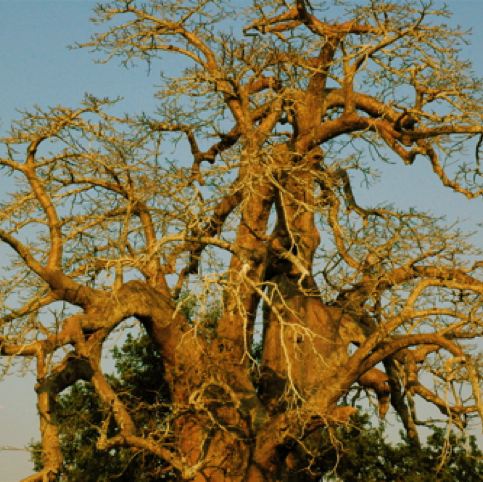 Tree in Tanzania Tree in Tanzania