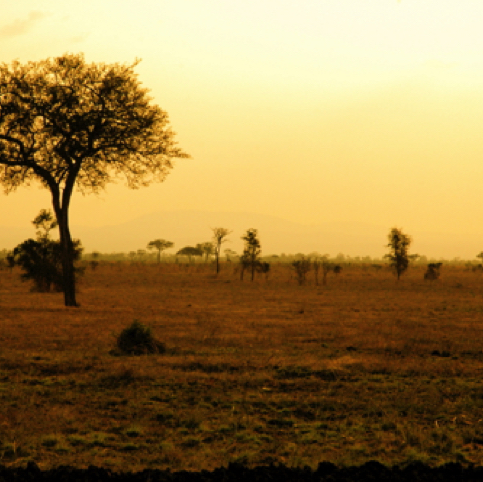 African prairie African prairie