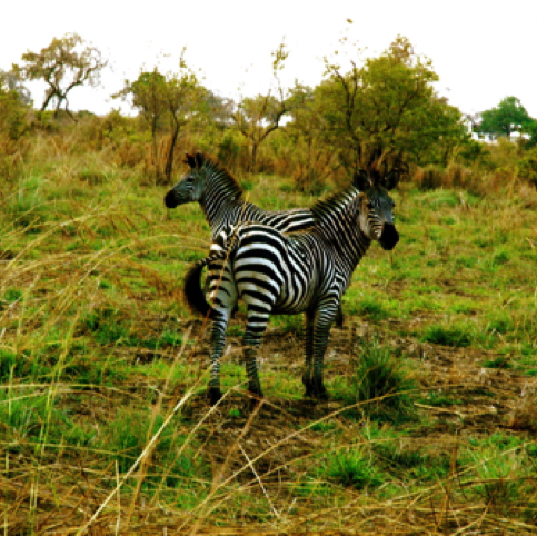 Zebras in Tanzania Zebras in Tanzania